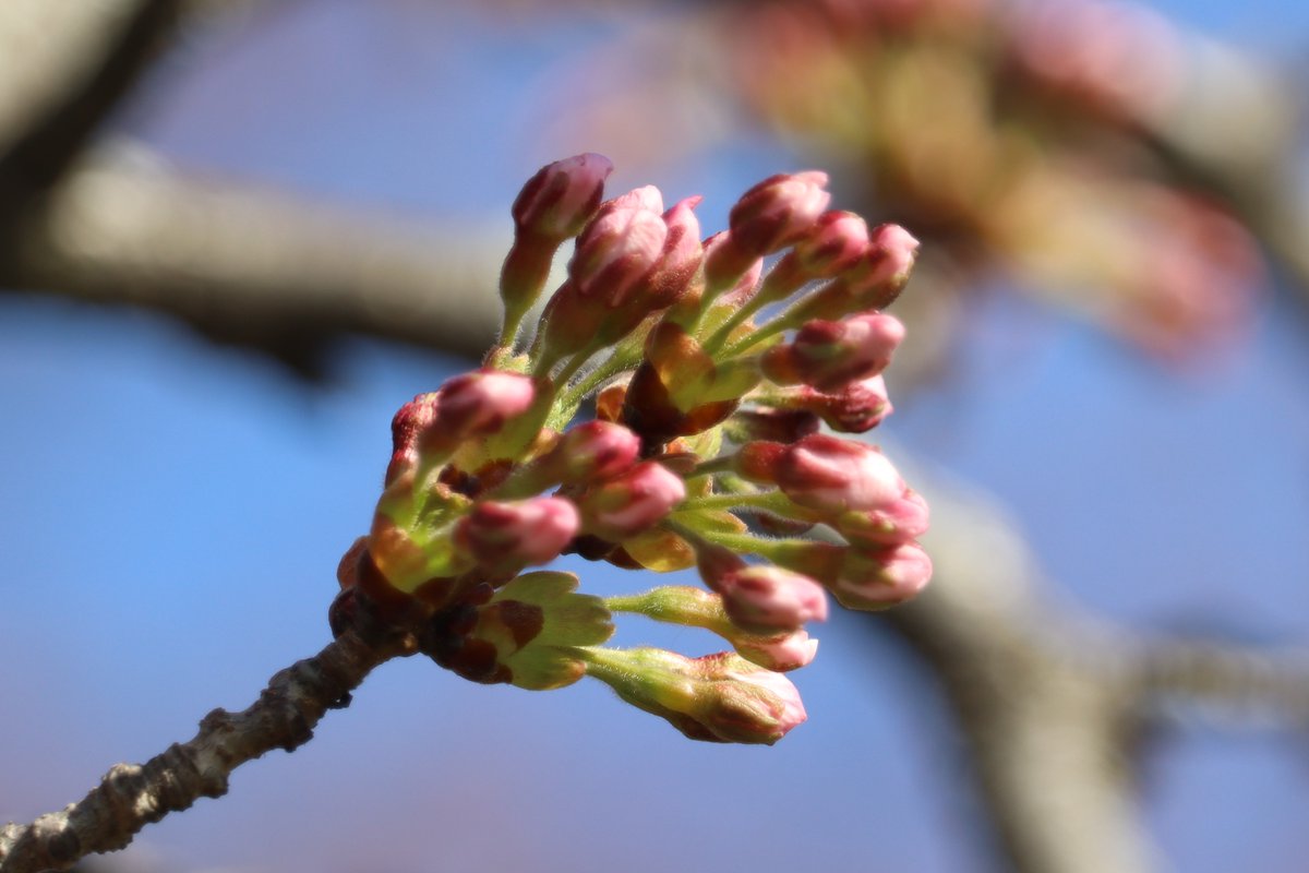 HighParkNC's tweet photo. 🌸🌸🌸 Exciting Cherry Blossom Update: We expect the blossoms in High Park to reach Peak Bloom on Monday, April 22. 🌸🌸🌸 #HighPark #CherryBlossoms #CherryBlossomTO https://t.co/hKvXd3N2b4