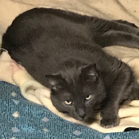 #ContraCosta Co, CA: SILVER (CP) is a gorgeous rescued #RussianBlue who has been waiting for his new home since 2020. He has adjusted to indoor life very well and loves neck massages! He enjoys relaxing in his cat bed... adoptrescuecatsinca.com #adopt #BayArea #Richmond #cats