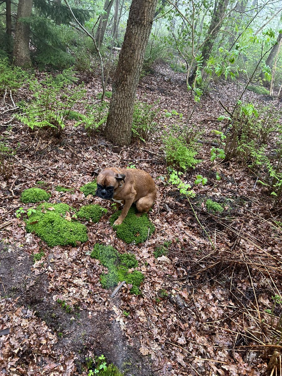 Nico Schotanus tweet media