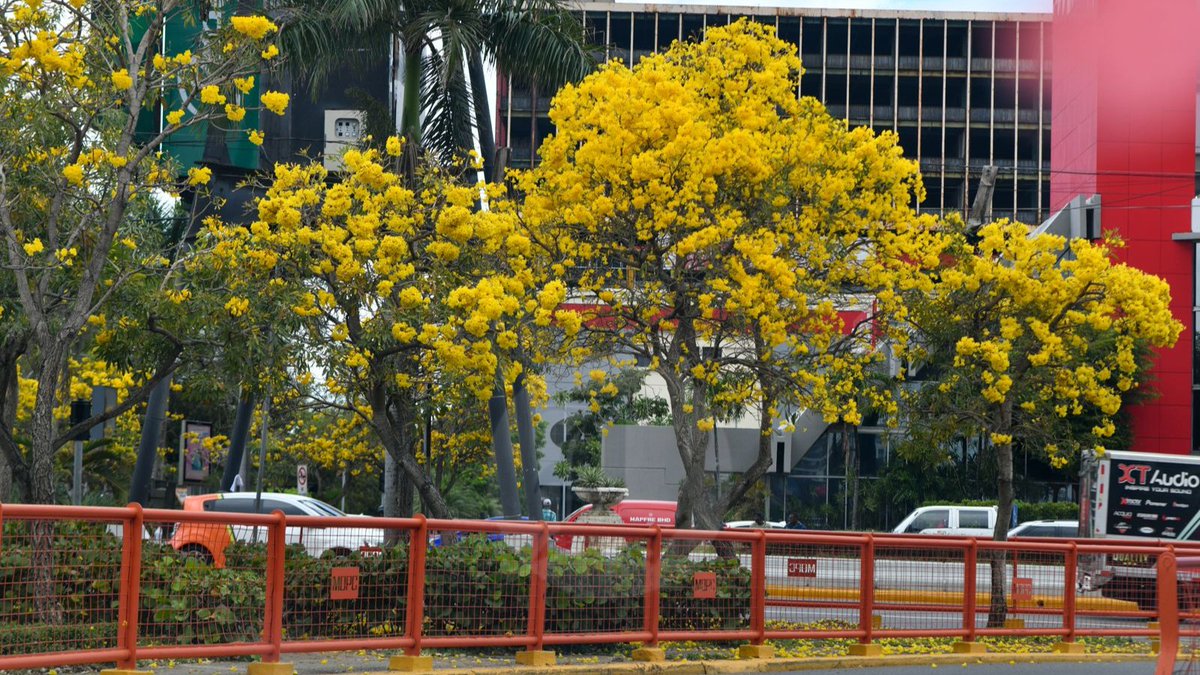 ListinDiario's tweet photo. Comienza espectáculo visual de los robles amarillos en las calles de Santo Domingo

🔗https://t.co/n9zPNg43A7

Fotos: Raúl Asencio / LD 

#ListínDiario https://t.co/QPTx3Eo4Jl