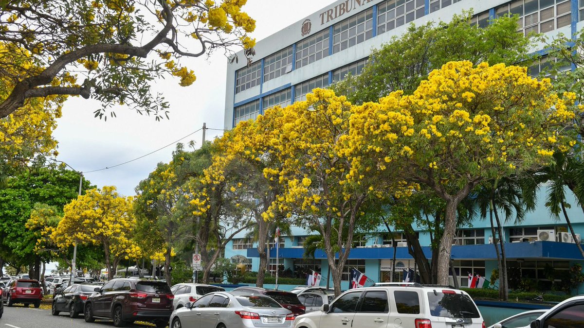 ListinDiario's tweet photo. Comienza espectáculo visual de los robles amarillos en las calles de Santo Domingo

🔗https://t.co/n9zPNg43A7

Fotos: Raúl Asencio / LD 

#ListínDiario https://t.co/QPTx3Eo4Jl