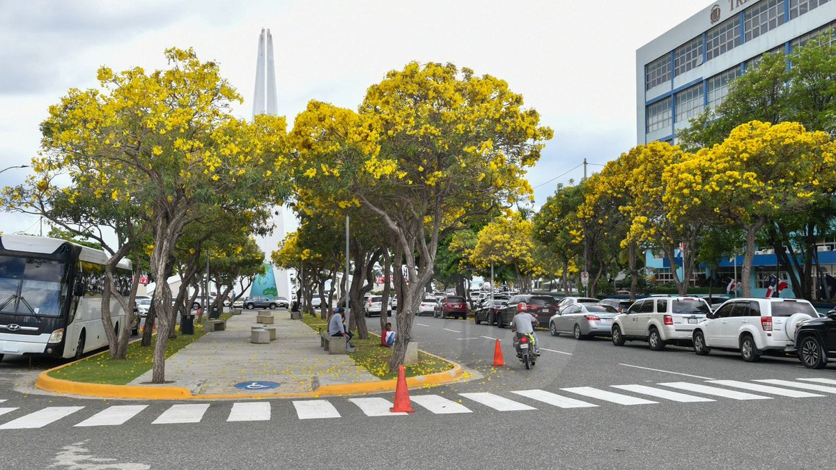 ListinDiario's tweet photo. Comienza espectáculo visual de los robles amarillos en las calles de Santo Domingo

🔗https://t.co/n9zPNg43A7

Fotos: Raúl Asencio / LD 

#ListínDiario https://t.co/QPTx3Eo4Jl