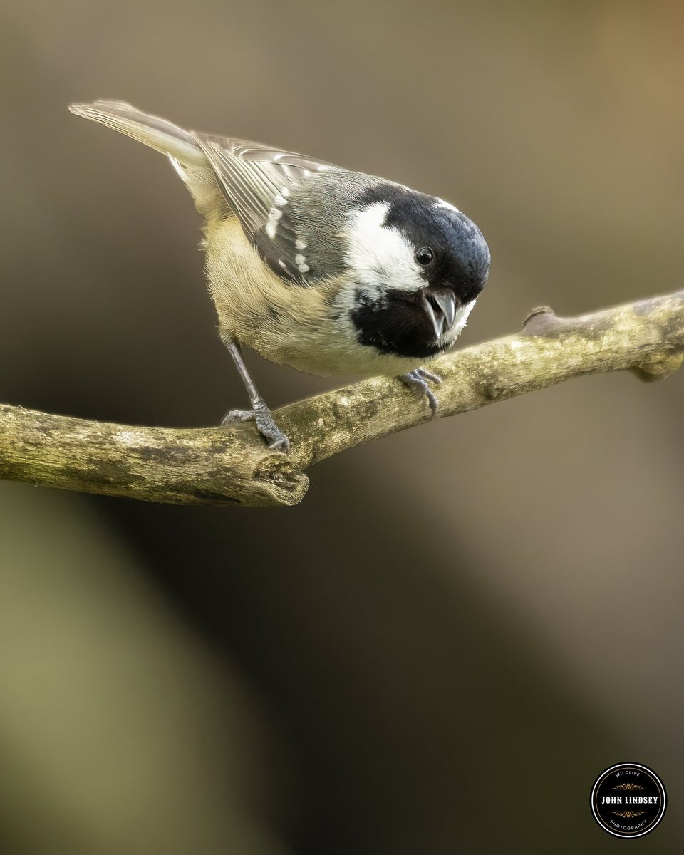 📸✨ Reflecting on last week's photography excursion at Pennington Flash, I'm thrilled to share some captivating moments captured with you all! One of the highlights was encountering the delightful Coal Tit amidst the serene surroundings of the woodland. @UKNikon @Natures_Voice