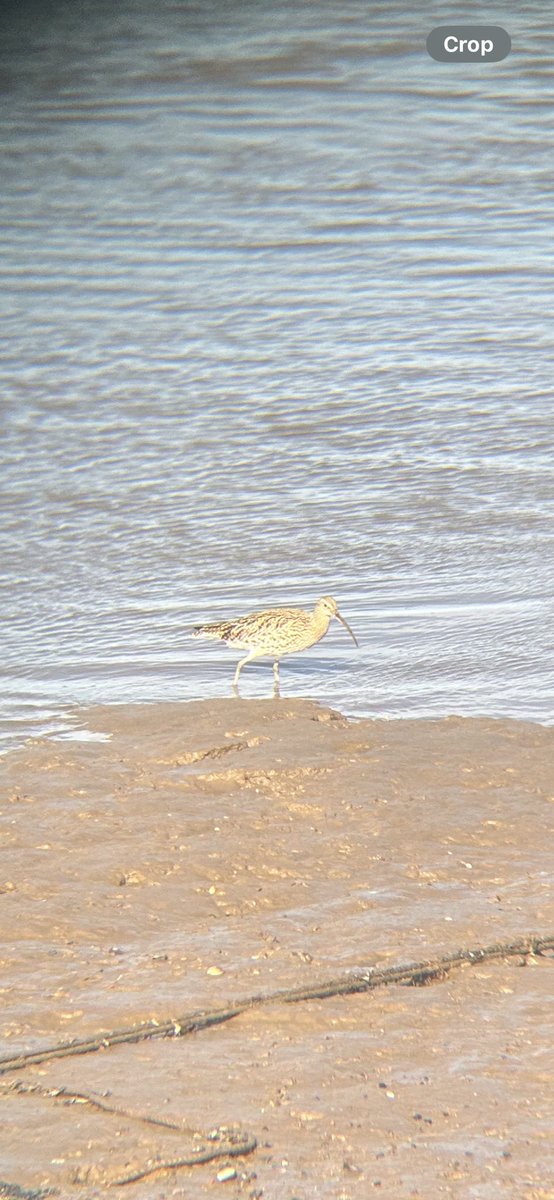 TristarTaylor's tweet photo. Very fortunate to spot a Whimbrel at Wells next the sea. It’s very similar to a Curlew but with stripe head markings and straighter beak. https://t.co/Mc9QgWpXx8