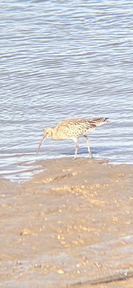 TristarTaylor's tweet photo. Very fortunate to spot a Whimbrel at Wells next the sea. It’s very similar to a Curlew but with stripe head markings and straighter beak. https://t.co/Mc9QgWpXx8