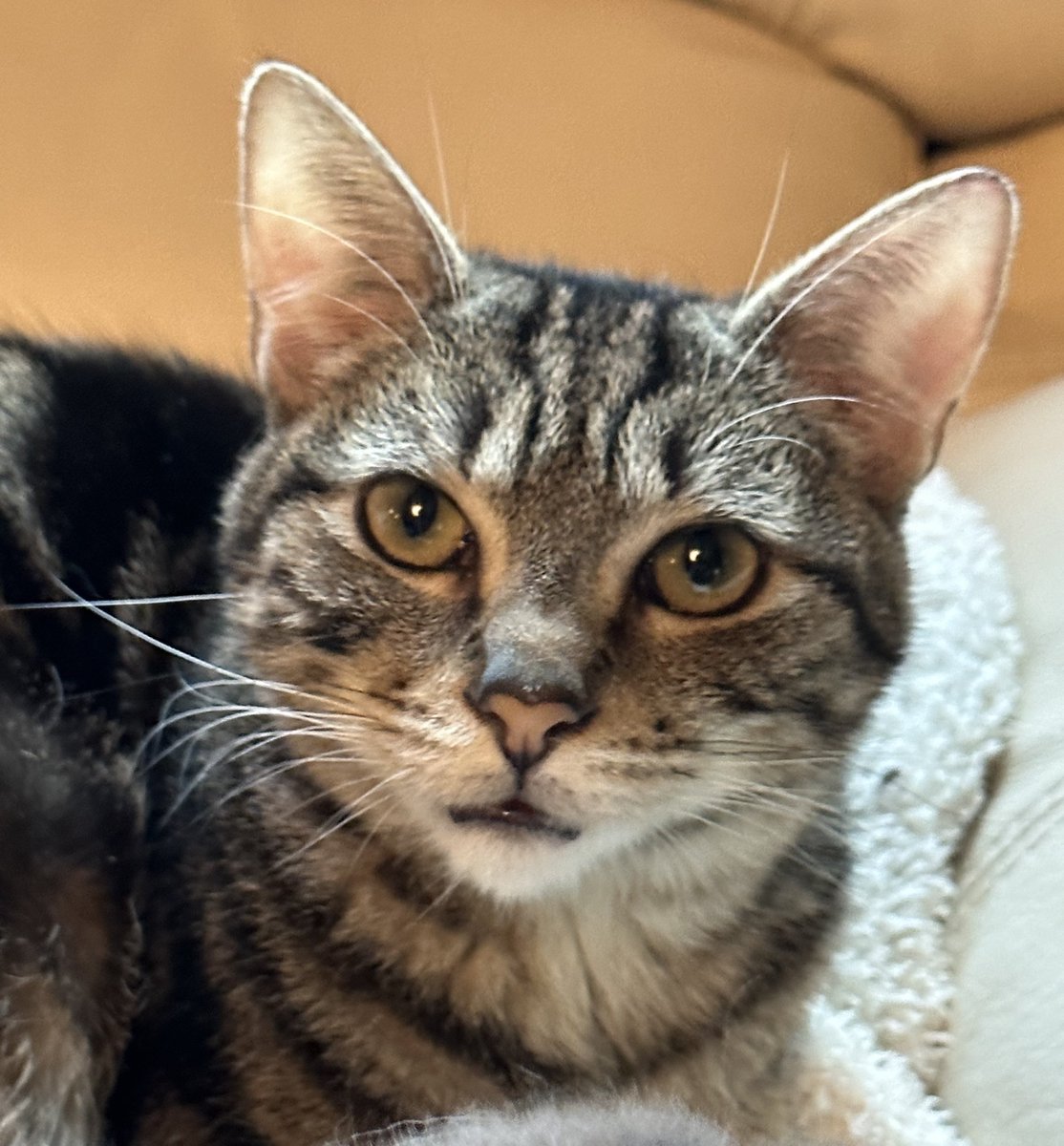 #SanJoaquin Co, CA: Hi, my name is BONNET! I was born in July 2022 and have a beautiful marbled #tabby coat. I love toys, especially wiggly strings! I've been waiting for my forever home since Sept 2022... adoptrescuecatsinca.com

#adoptable #California #cats #Lodi #Caturday