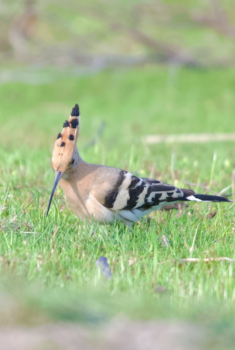 Eurasian hoopoe - Upupa epops - İbibik

#BirdsSeenIn2024 #birdphotography #birdwatching #BirdsOfX #BIRDSTORY #NaturePhotography #naturelover #naturetherapy #GardenersWorld #GardeningX #wildlifephotography #nikonphotography #SigmaFP #NikonZ6ii #hangitür