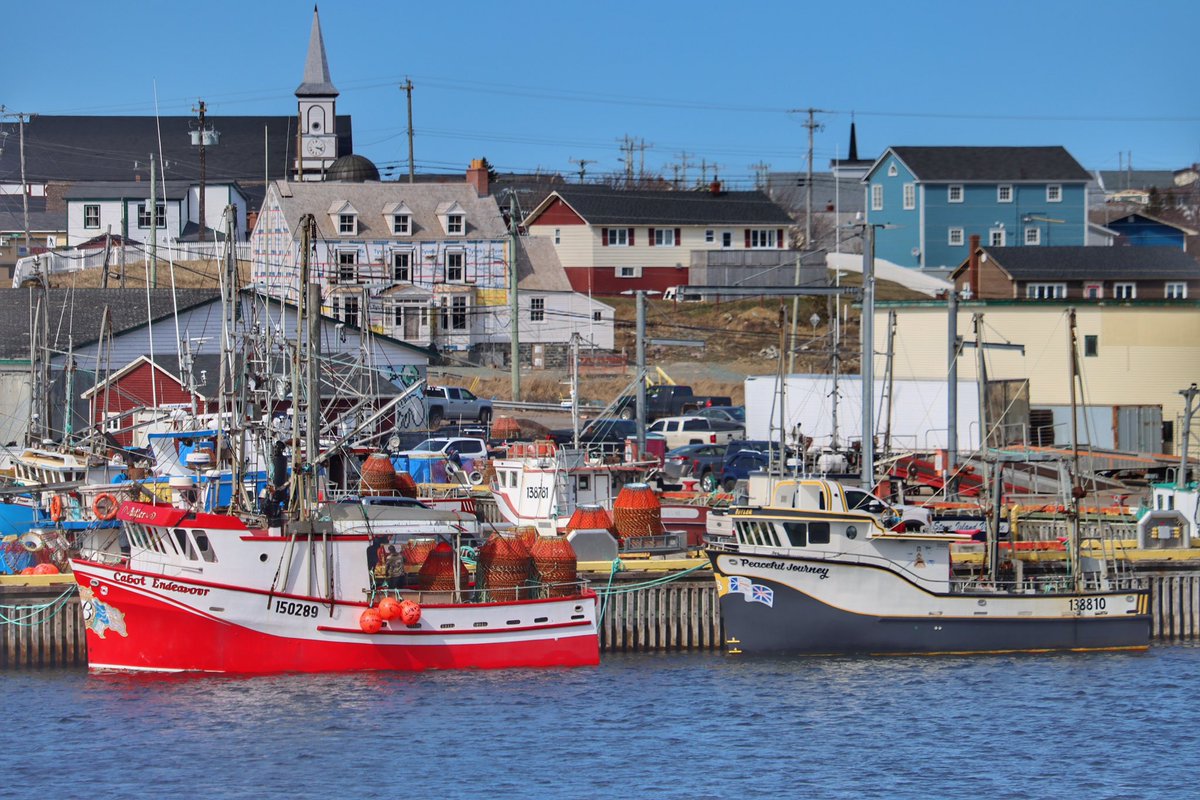 Busy, Busy, Busy. Bonavista Harbour this afternoon.