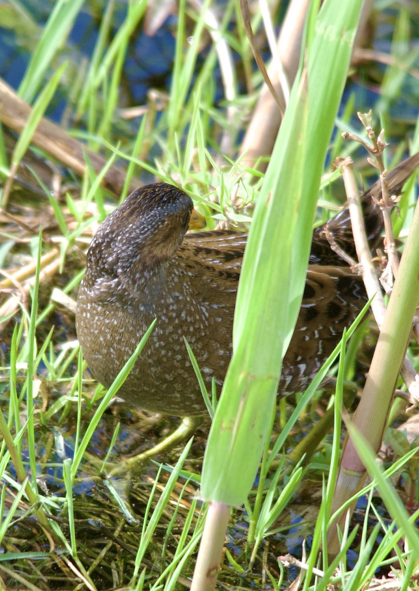 Spotted crake - Porzana porzana - Benekli sutavuğu

#BirdsSeenIn2024 #birdphotography #birdwatching #BirdsOfX #NaturePhotography #NatureBeautiful #naturelovers #GardeningX #flowerphotography #wildlifephotography #nikonphotography #SigmaFP #NikonZ6ii #hangitür