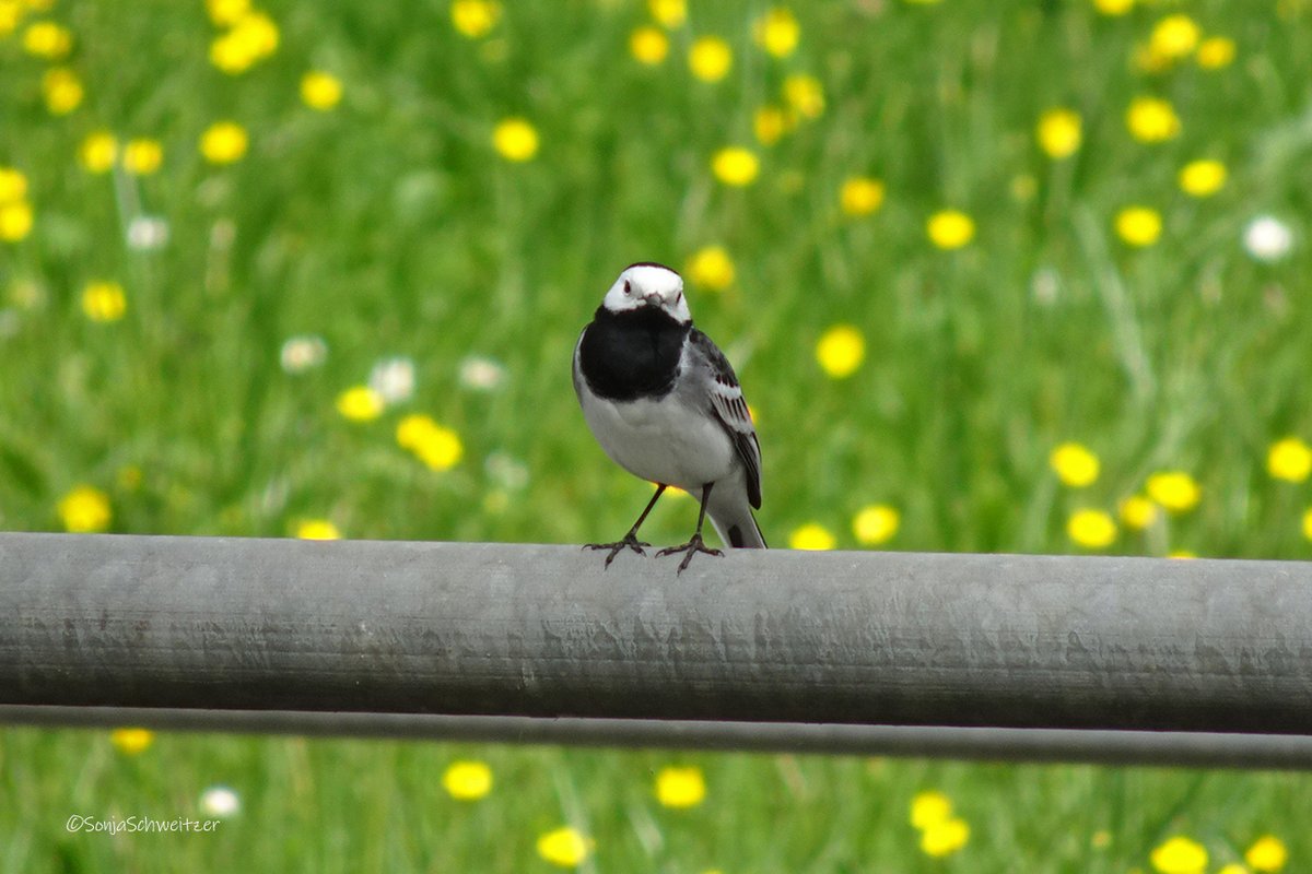 HessenSonja5767's tweet image. Bachstelze........................ #Singvögel #MotacillaAlba #Stelzen #Ornithology #Bachstelze #Tiere #Natur #Vögel