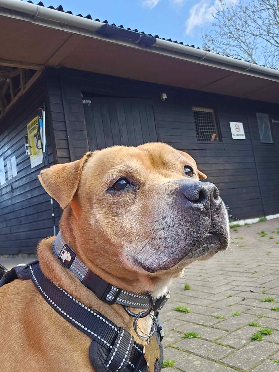 📸 Taken today at kennels, how handsome is our lovely redhead Tyson 🥰❤️🥰 He's now available for adoption ICYMI and here's his link... seniorstaffyclub.co.uk/adopt-a-staffy… ❤️🥰❤️ #k9hour #TeamZay #AdoptDontBuy #Rescue #Worcester #rescuedog 🥰❤️🥰