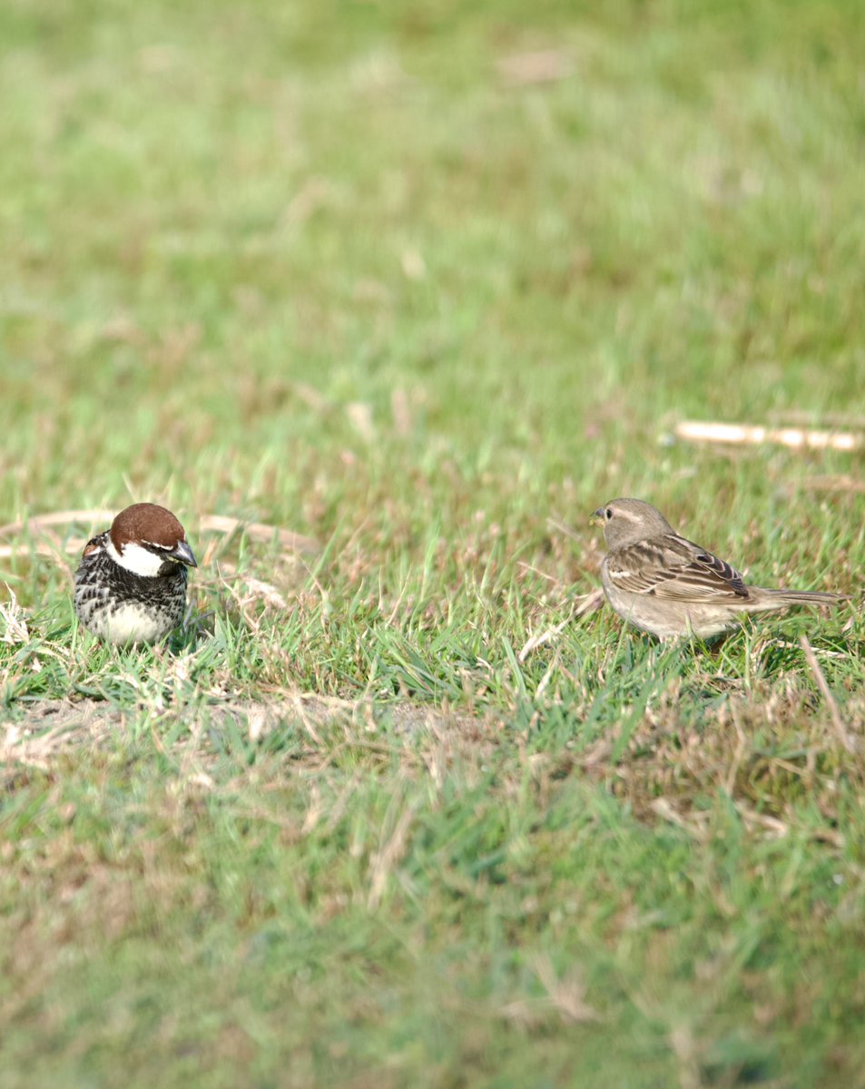 Willow sparrow - Passer hispaniolensis transcaspicus - Söğüt serçesi

#birdphotography #birdwatching #BirdsSeenIn2024 #BirdsOfX #nature撮影会 #naturelovers #NatureBeauty #NaturePhotography #Sigmaライバー #wildlifephotography #birding #nikonphotography #nikonz6ii #hangitür