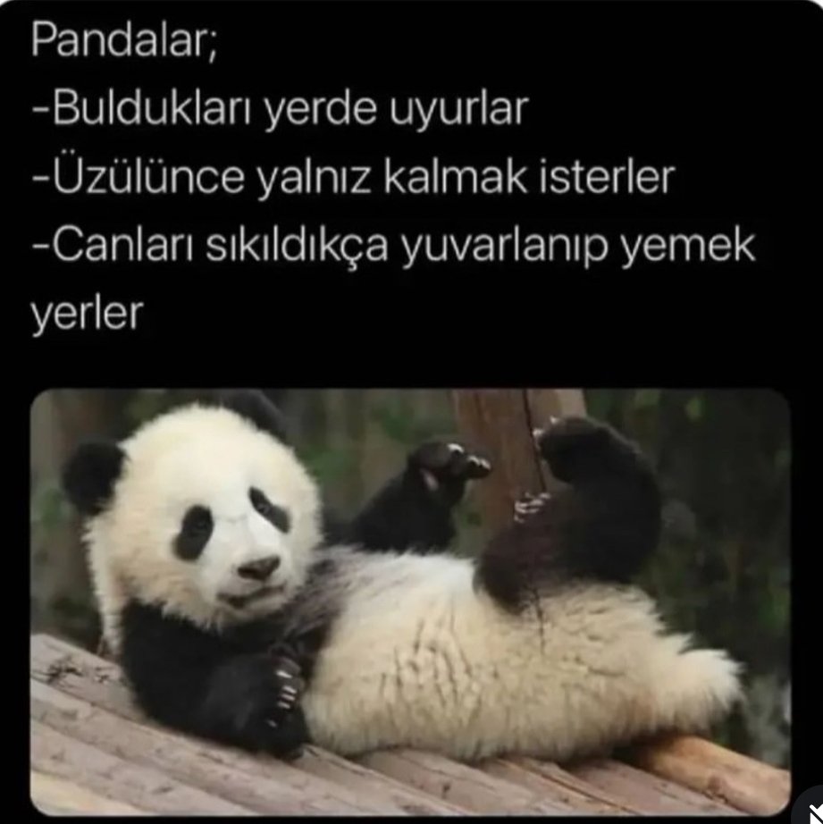 3453ay's tweet photo. Pandagillerden olabilir miyim? 🤔😏

#KızılGoncalar / Kerem https://t.co/pOaBnY8Ccl