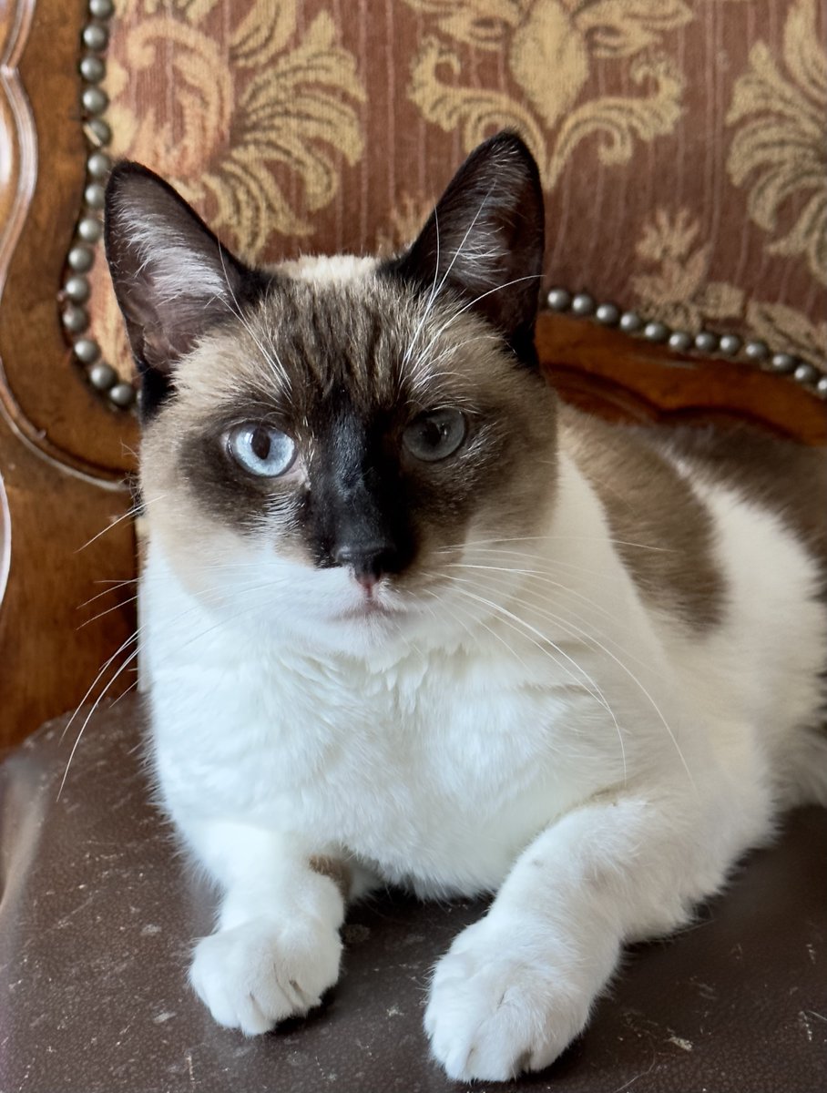 #SanJoaquin Co, CA: Hi, my name is FARAH, and I'm an affectionate #Siamese mix kitty! I’ve been waiting for a home since October 2021. I LOVE play time, especially chasing feather toys & also love being petted... adoptrescuecatsinca.com #RehomeHour #US #cats #adoptdontshop #adopt