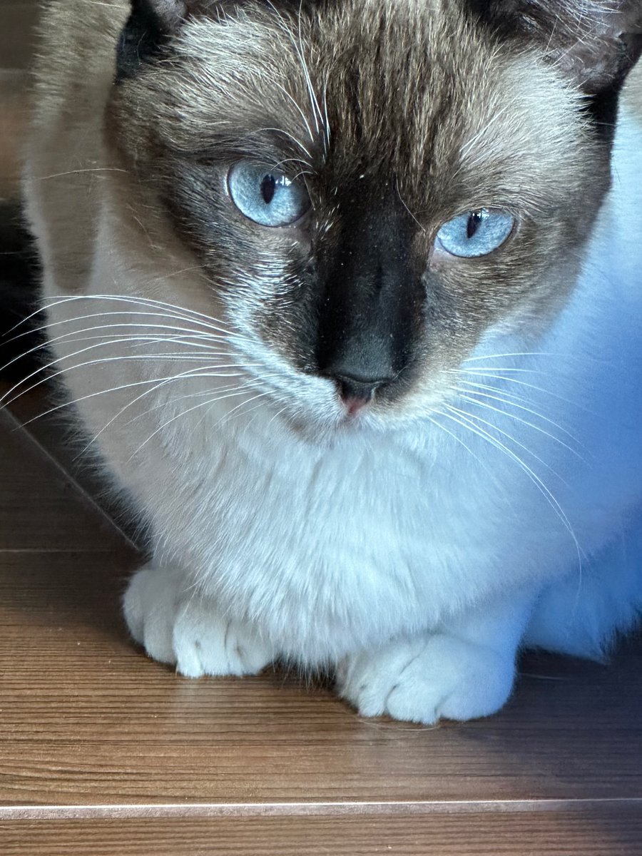 #SanJoaquin Co, CA: Hi, my name is FARAH, and I'm an affectionate #Siamese mix kitty! I’ve been waiting for a home since October 2021. I LOVE play time, especially chasing feather toys & also love being petted... adoptrescuecatsinca.com #RehomeHour #US #cats #adoptdontshop #adopt