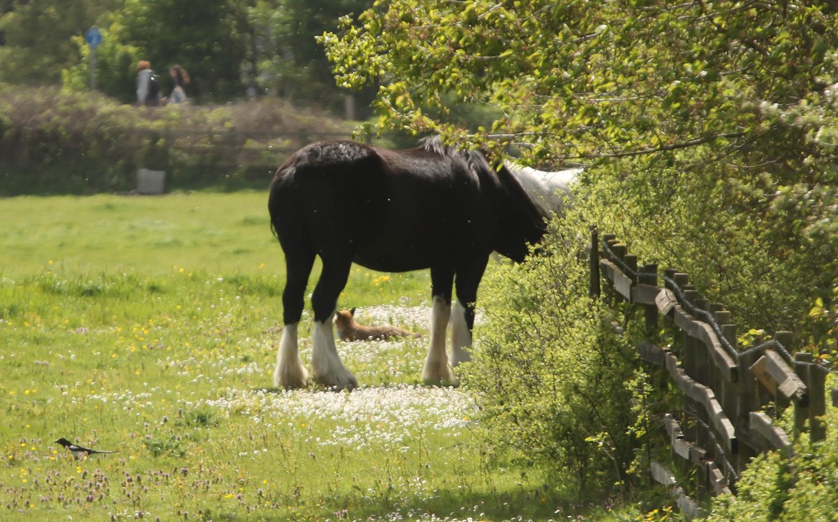 the fox horse and magpie and distant people walking past in one shot.. @EssexWildlife @Natures_Voice @RSPBEngland @Steveredwolf @ChrisGPackham @AP_Magazine @SallyWeather @itvlondon #wildlifephotography #FoxOfTheDay