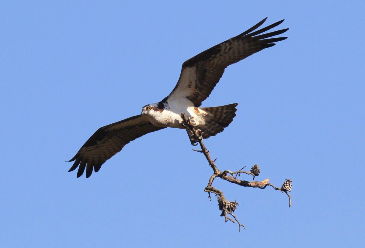 Hard working Osprey under Bluebird skies in Mashpee, #CapeCod.