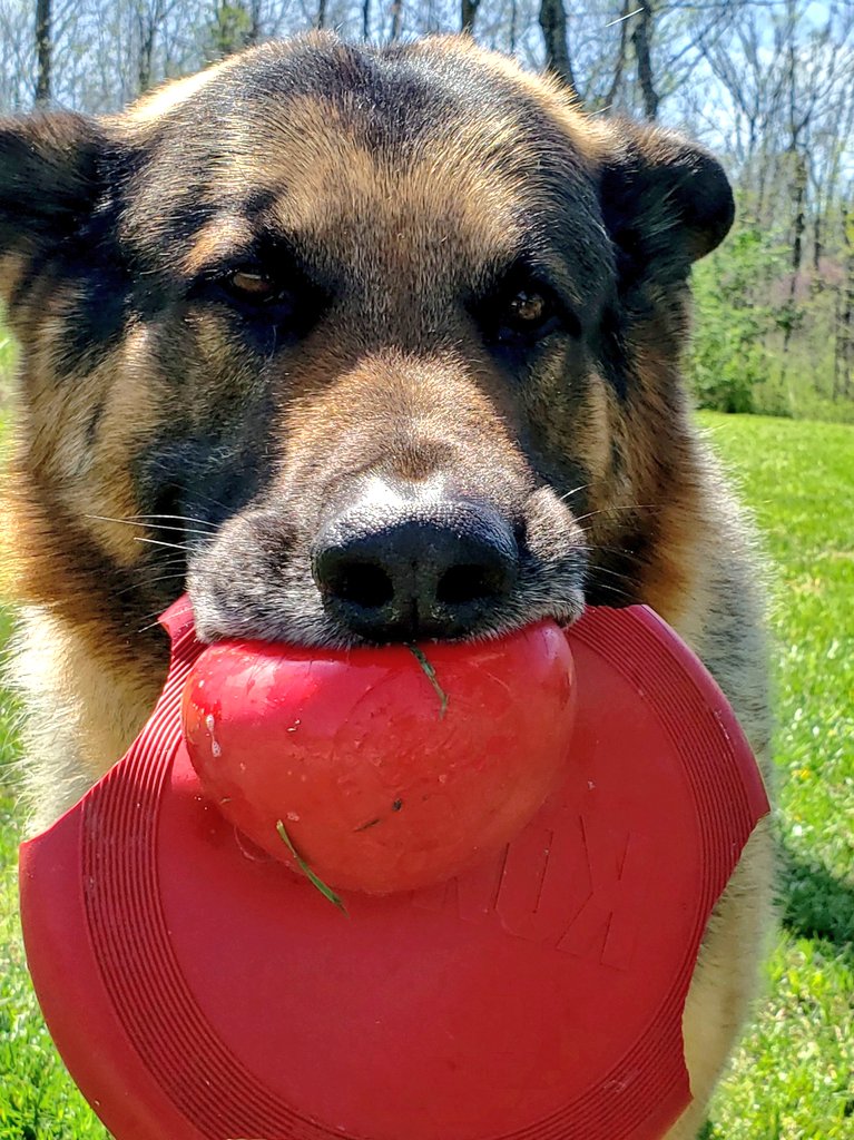 K9Garm's tweet photo. He is ever so slightly possessive of his toys 😬

The first face is his "MINE." face.

The second face is the knowing the "Aus!" (out command) is coming so The Griminal can have her toy back.

Grumbling all the while... https://t.co/qNWBEvNQ3T