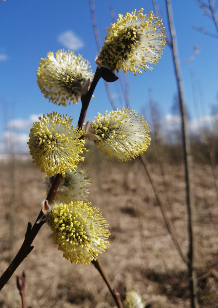 Flowers youtube.com/@victoriaart99 T.me/cutecatsanddog Instagram.com/photosnature_v… #FlowersOfTwitter #Flowers #FlowersOnFriday #flowersphoto #flowerpictures #ArtistOnTwitter #artist #artwork #art #VictoriaDay #trees #TreeClub #naturelovers #TwitterNatureCommunity