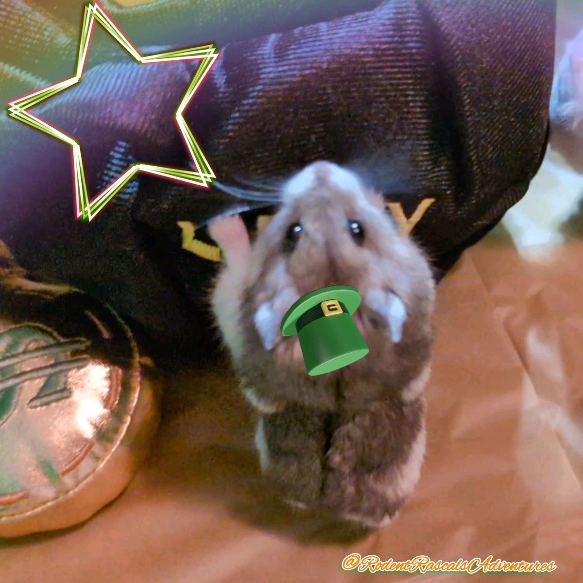 🌟🐹 Star says he's NOT a 'little' Leprechaun... He's a BIG Leprechaun!!! Because he's officially our bigger Dwarf Hammie!!! Hehe.. 🐹❤️ #hamster #IrishPride #pets #cutehamster #cute #hamsterlife #hamsterdaily #MondayThoughts #hamsterpower 
❤️🐹🐽🐀💻⬇️
#RodentRascalsAdventures