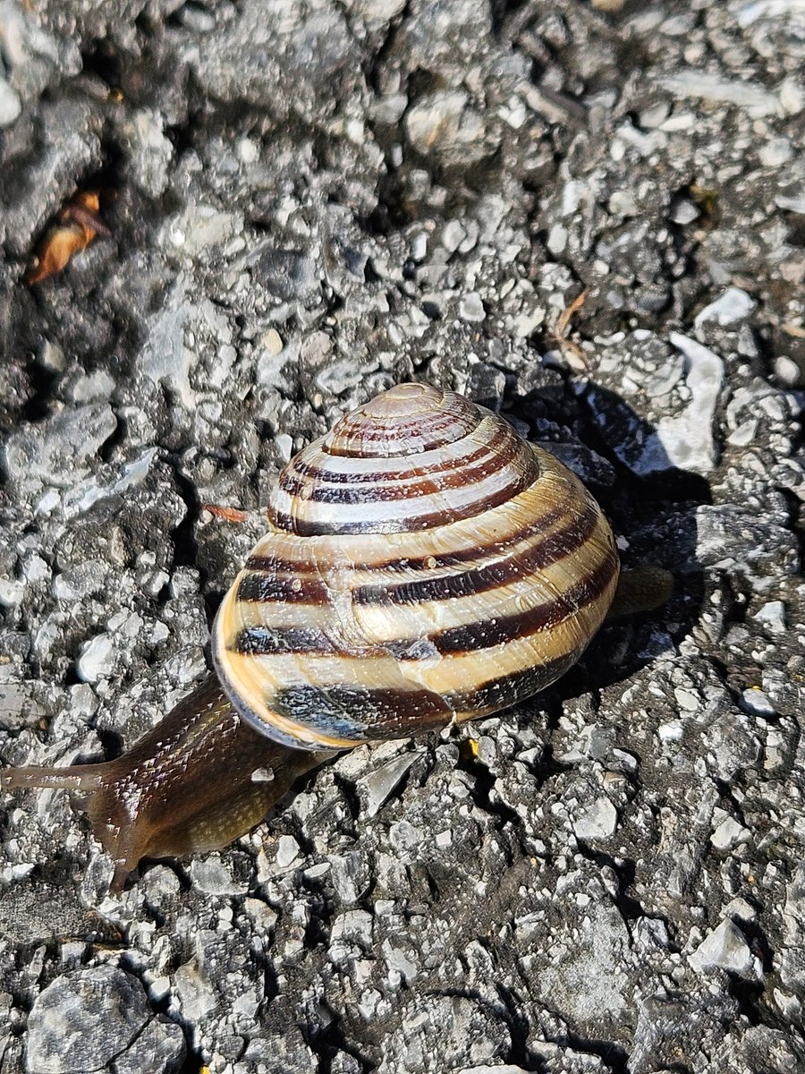 Ok, I found a snail. Now how do I hook up the phone to this thing? How good is the reception? Does it work on WiFi?