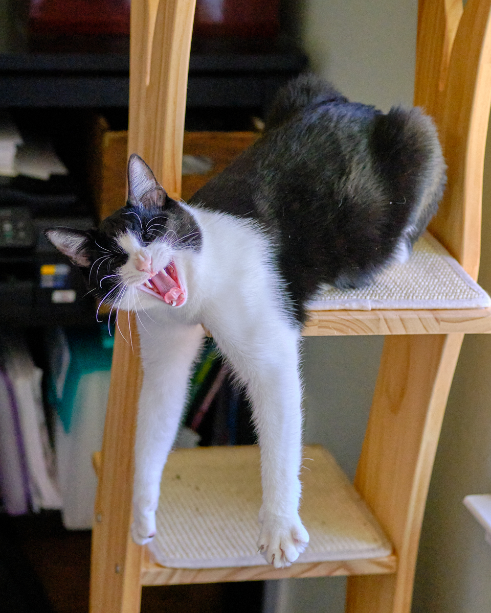 #SanJoaquin Co, CA: Hi, my name is SPOT (because I’ve got these cool black spots mixed in with my white coat). I've been waiting for a home since May 2021.  I’m a 4-year-old male...
adoptrescuecatsinca.com 

#forgottensoulshour #US #adoptdontshop #cats #SanJoaquinCounty #Calif