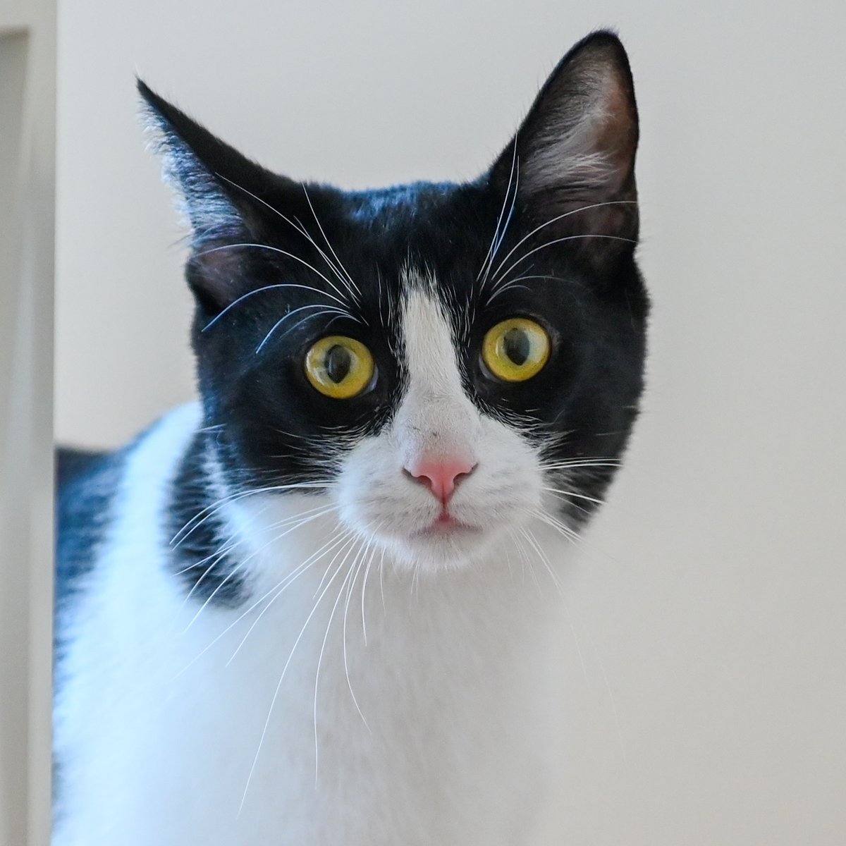 #SanJoaquin Co, CA: Hi, my name is SPOT (it's because I’ve got these very cool black spots mixed in with my white coat). I've been waiting for a home since May 2021.  I’m a 4-year-old male...
adoptrescuecatsinca.com 

#RehomeHour #US #cats #adoptdontshop #SanJoaquinCounty #Calif
