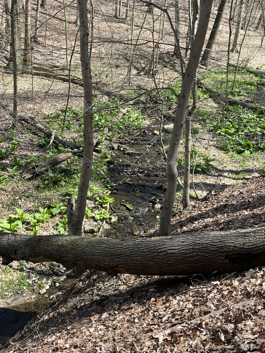 Yesterday I got to go for a quick hike at the Homewood Nature Preserve! @LancConservancy #lancaster #STEMinPA #teacher #STEM #STEAMEd #AutismEd #ESL #EnvironmentalEducation #selfcare