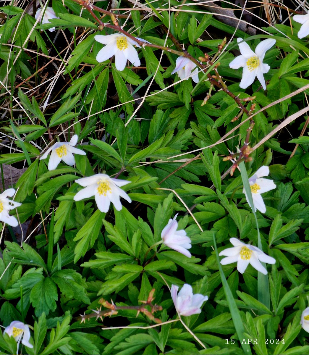 IDadzkov's tweet photo. First spring flowers: Wood anemones bloomed out today.
#nature #spring #flowers #WoodAnemones #FirstSpringFlowers #FlowersPhoto #SpringPhoto https://t.co/r3goJHbF0u
