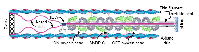 Hessel & colleagues found that immediate cleavage of #titin springs in otherwise healthy cardiac #sarcomeres alters thick & thin #filament structures related to force production. Learn more at ahajournals.org/doi/10.1161/CI… @hesselanthony @EngelsNichlas