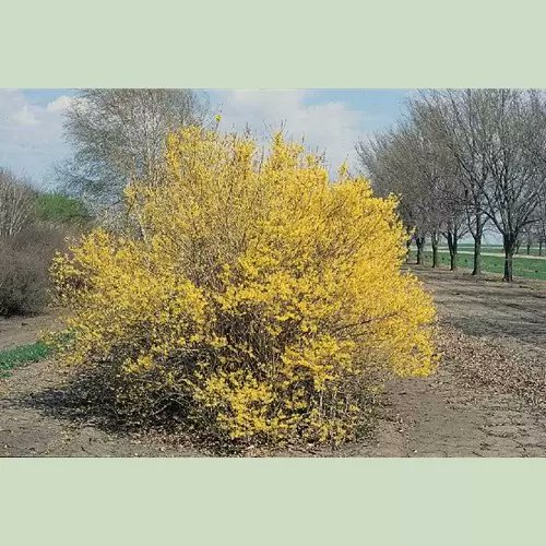 If spring was a horror novel (and it pretty much is), Forsythia would be the young girl who blossoms before any of her peers in the opening chapter, then vanishes abruptly. And the entire town is thrown into chaos for the remainder of the book