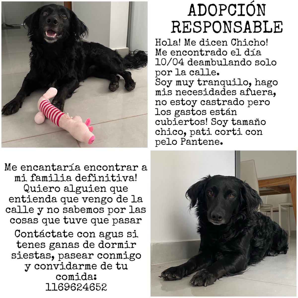 Hola! Acá está la info! Estoy buscando hogar definitivo. Queres adoptarme? Manda un msj a: 1169624652. 
Te estoy esperando 🫶🏼