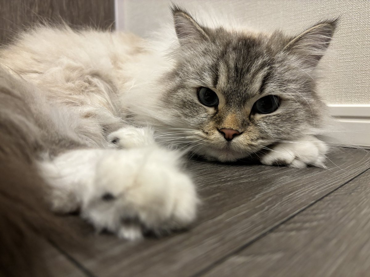 rioueda's tweet photo. 職業、かわいい。 https://t.co/R5AneR4dLx
