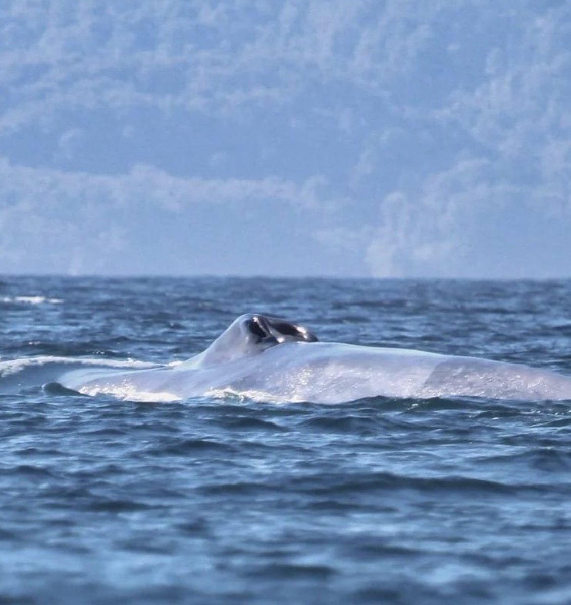 Avistan 6 ballenas azules entre #Queilen y golfo del corcovado. 👉🏼Uno de esos días en que vale la pena salir a navegar desde Queilen y el golfo del Corcovado. Los alrededores del golfo son uno de los lugares de alimentación más importantes del planeta para la BALLENA AZUL , en