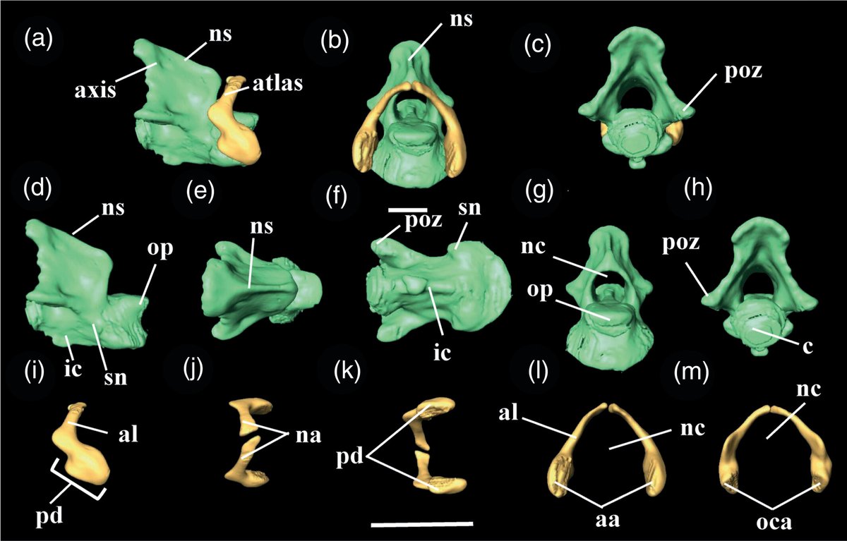 Exploring the relationship between anatomy and evolution in Amphisbaenia! A new study delves into the atlantoaxial complex across 15 species, shedding light on morphological diversification and intriguing convergences. Research by Salvino et al.: doi.org/10.1002/ar.254…