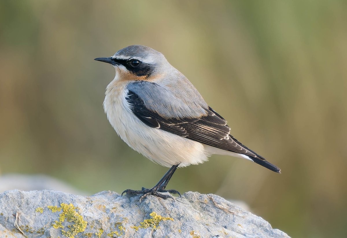 Male Wheatear along the seawall near Fluke Hall, Pilling, Lancashire yesterday