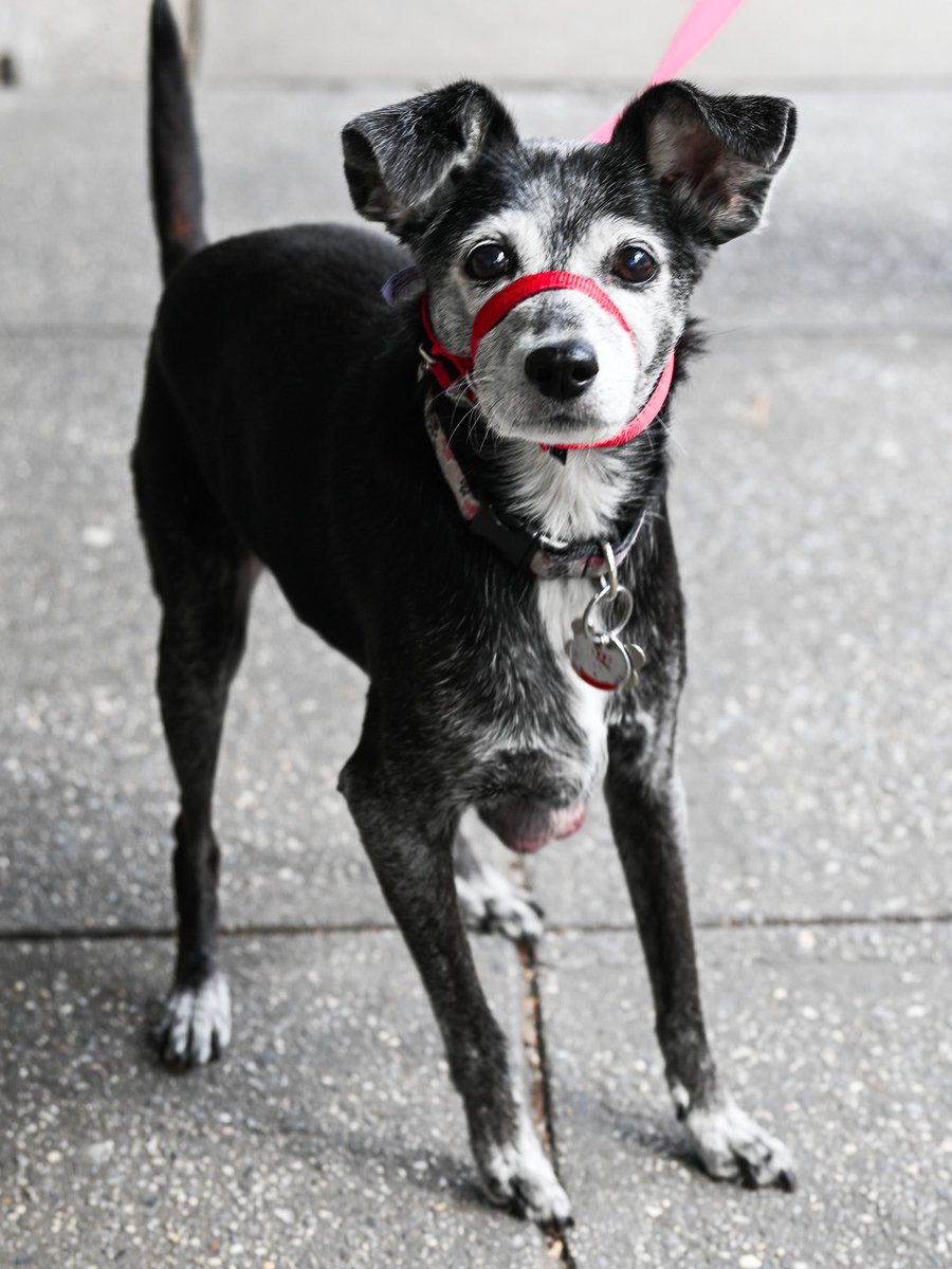 thedogist tweet picture