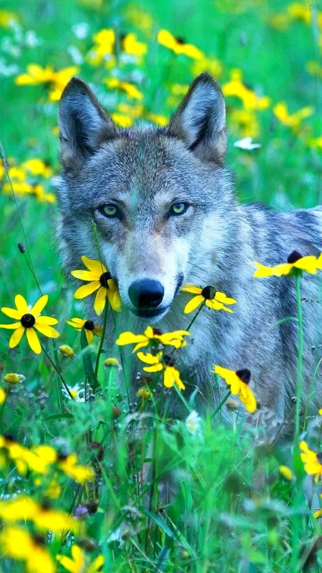 Wolfs_Loves's tweet photo. ~~🌼🌼~~🌺~~~🌼🌼○○ https://t.co/1USb7pbN4e
