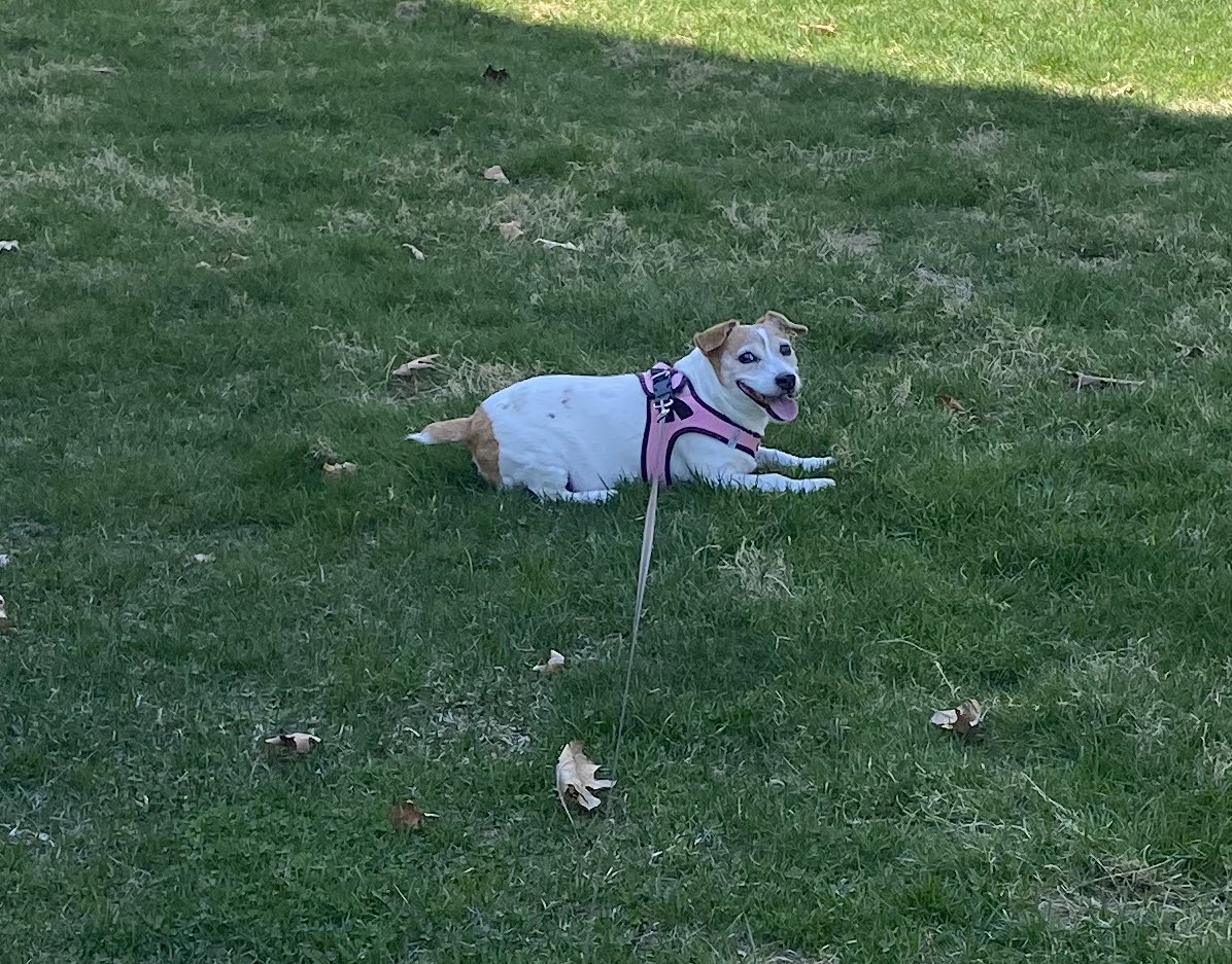 DaisyMaeJack's tweet photo. Itโs a lovely 70 dogrees here today! I did more potato rolls than running cuz itโs hot in da sun! ๐. We are happy! Enjoy da rest of your day frens! ๐๐พ #MondayFunday #dogsofX #fogsoftwitter #jackrusselllife https://t.co/364xJ1gfQX