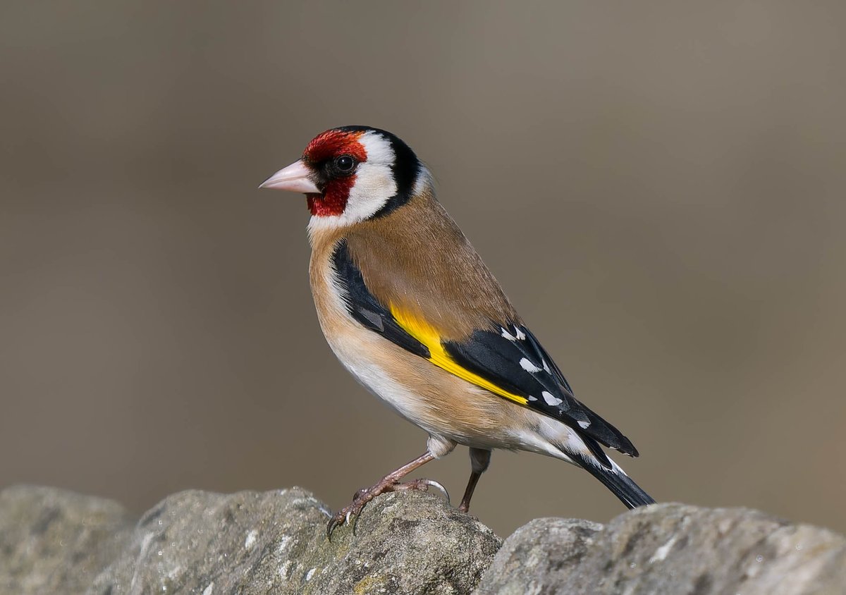 What a stir this stunning Goldfinch would cause if it turned up in the Uk as a rare bird