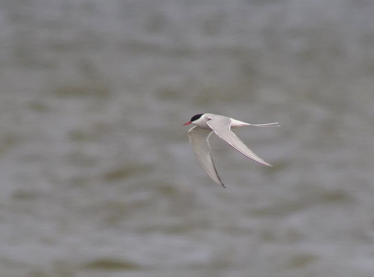 Always a buzz to see my first Arctic Tern of the spring. This bird dropped in this afternoon and was still present early evening.