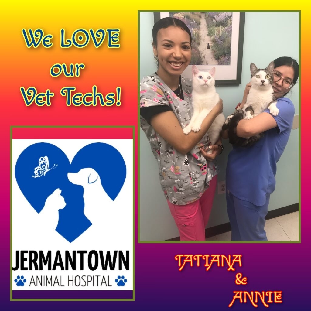 Meet Crawly and Benny, the dynamic duo of Patriot Pawsibilities! 🐾 These two adorable felines are on a mission to find a forever home through H.A.R.T. ❤️ 😻 #JermantownAnimalHospital #Fairfax #Veterinarian #AnimalHospital #PetDentalCare #PetBoarding