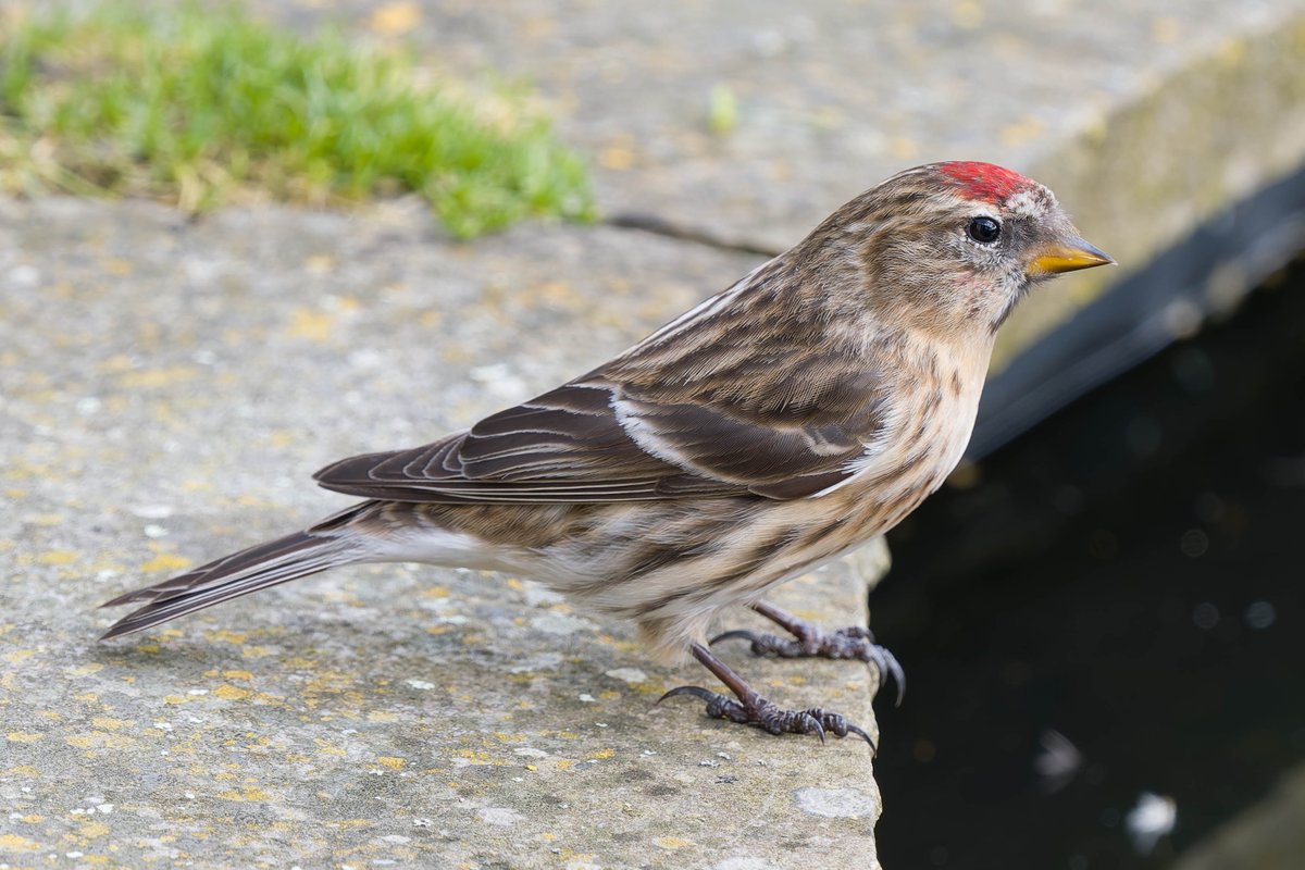 Lesser Redpoll drinking from a garden pond, Pilling Lane, Preesall, Lancashire yesterday