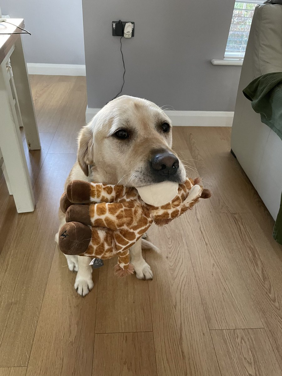I’m 6 today 🦮 @mccartpm knows how much I love my soft toys so I got a new one for my birthday. Happy birthday to all the G litter of 2018. #ChangingLives