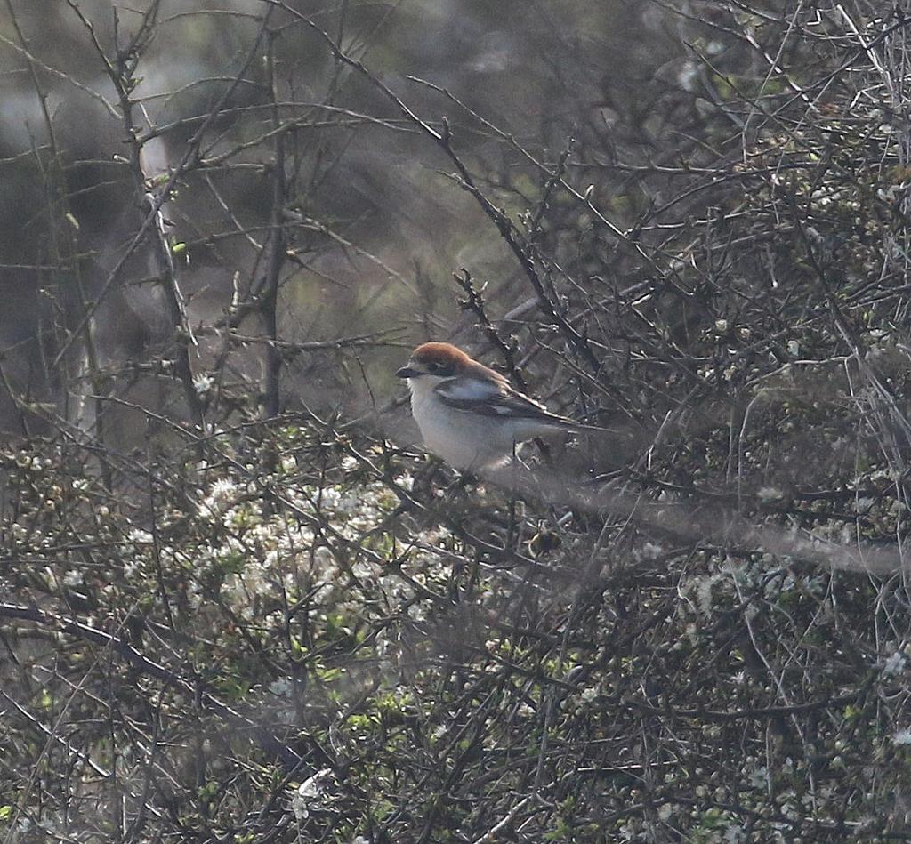 Subalpine Warbler from Hook Head this weekend. Finder Gerry Lyons. Woodchat also same site, finder @JimFitzharris. Wexford.
