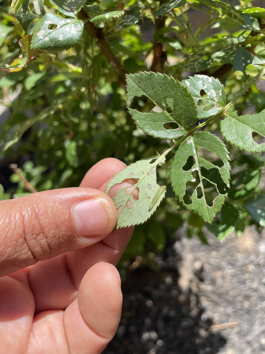 If you grow a plant that has a bug named after it, then you will get that bug.