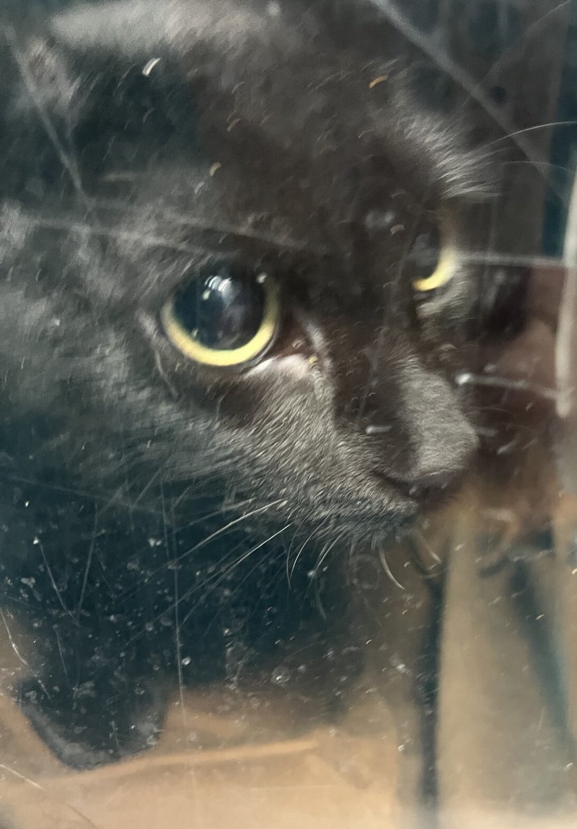 NYCDEATHROWCATS: Poor Mona has a horrible picture and barely has any shares. Please network her, she can end up being listed at anytime. Mona was surrendered with two other cats (Geysha & Mono) and two more will be surrendered at a different appointment …