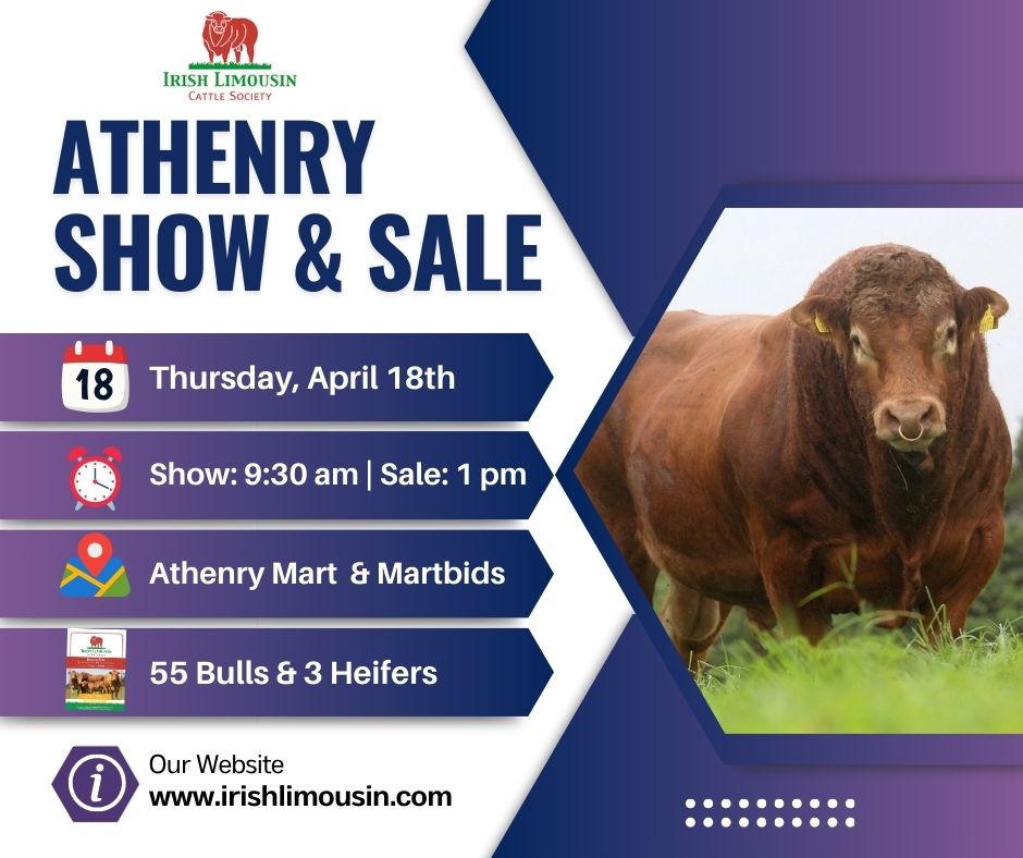 irishlimousin's tweet photo. 📢📢 It's Sale Week📢📢
Looking for a Limousin Bull or Heifer, why not pop into Athenry Mart this Thursday! The selection can be viewed here:

https://t.co/1hFq6hLABy https://t.co/5PmqrldI5a