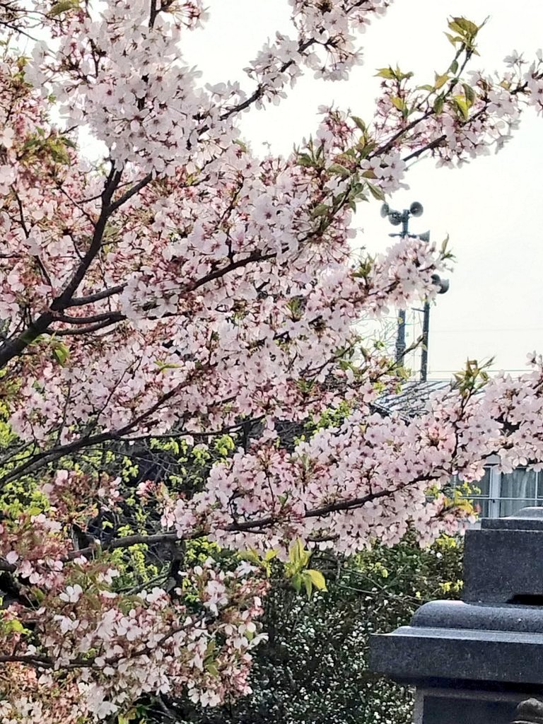 おはようございます😄今日は雪ちゃんです😅オリンパスOM-DE103型デホレンズで撮影してます桜🌸の感じはでてますね🤔やはりアイに光入れるのに外付けストロボ必要ですね😂昨日の朝まで桜🌸こんな感じでしたが撮影する体力がなかったです😓鳥取の天気は曇り☁