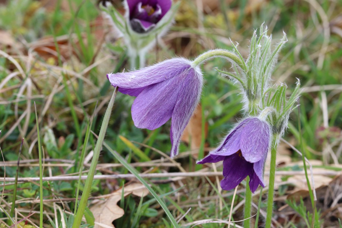 Pasqueflowers from Bourton downs this weekend.